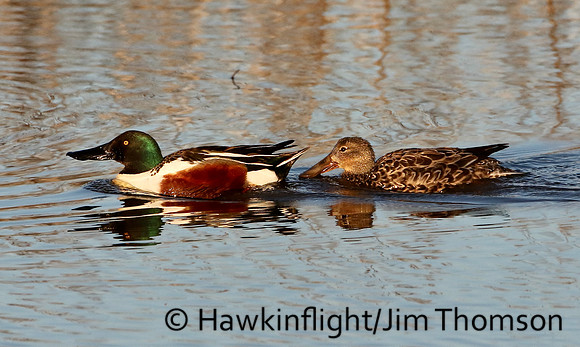 Northern Shoveler