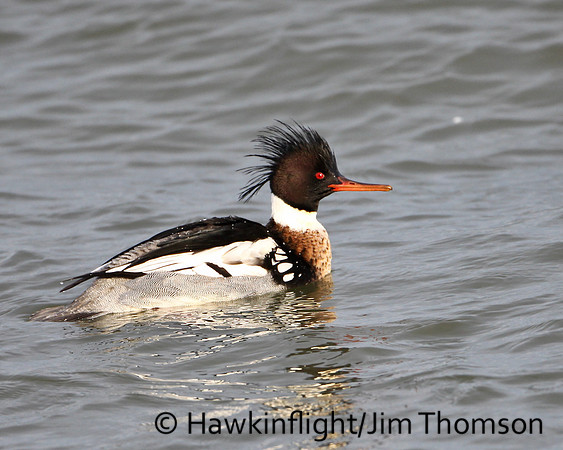 Red-breasted Merganser