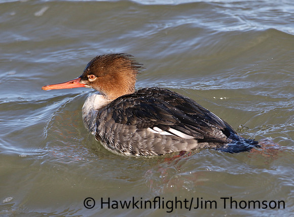 Red-breasted Merganser
