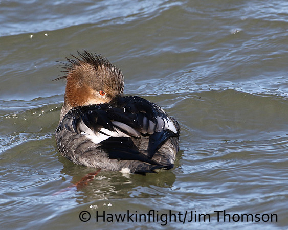 Red-breasted Merganser