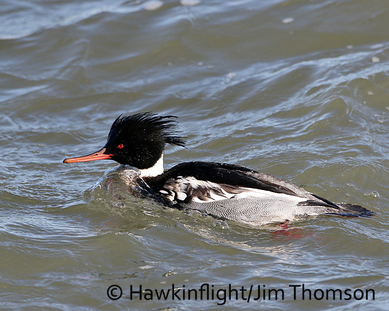 Red-breasted Merganser