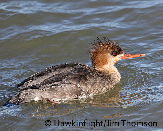 Red-breasted Merganser