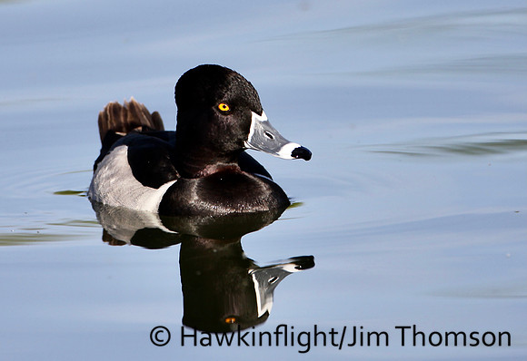 Ring-necked Duck