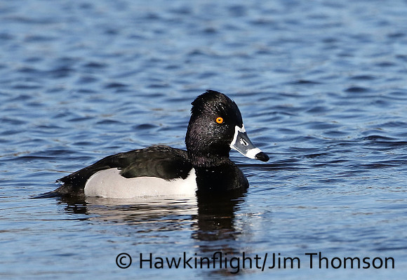 Ring-necked Duck