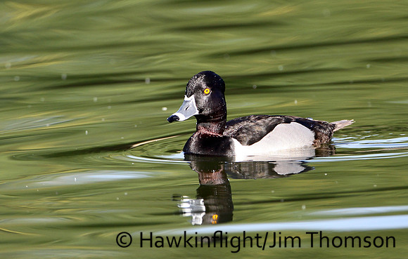 Ring-necked Duck