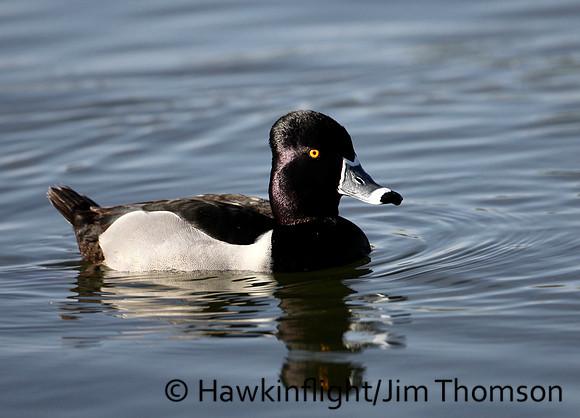 Ring-necked Duck