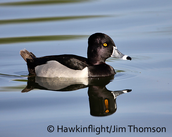 Ring-necked Duck