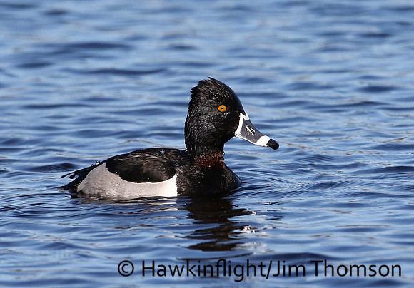Ring-necked Duck