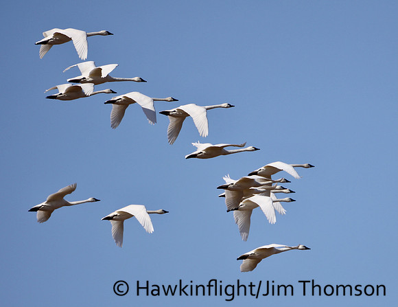 Tundra Swan