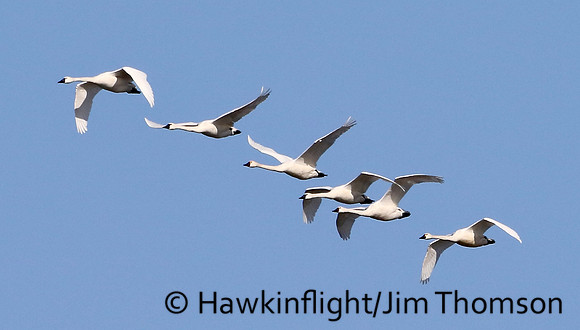 Tundra Swan
