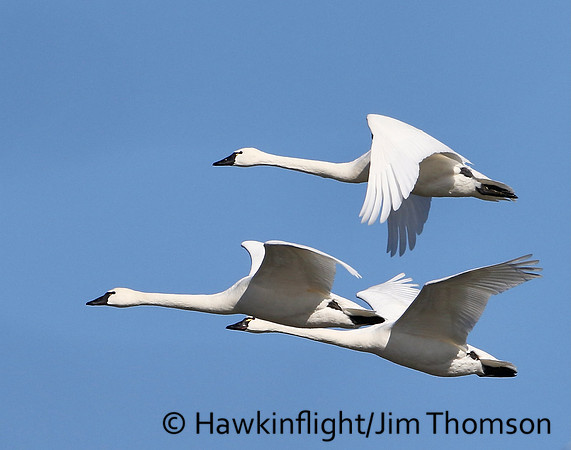Tundra Swan