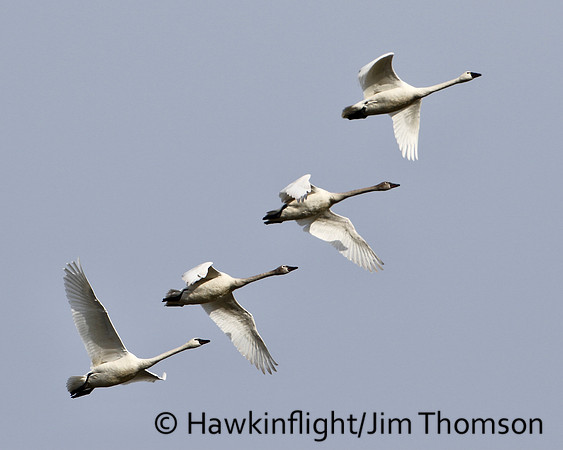 Tundra Swan