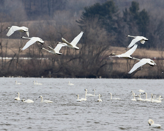 Tundra Swan