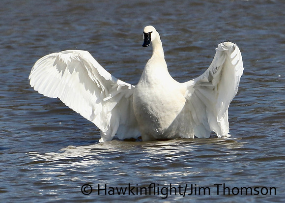 Tundra Swan