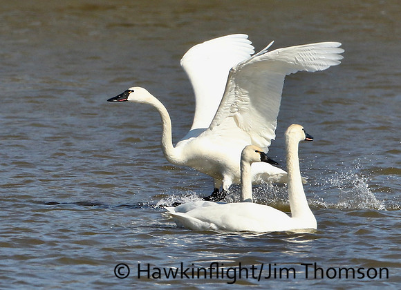 Tundra Swan