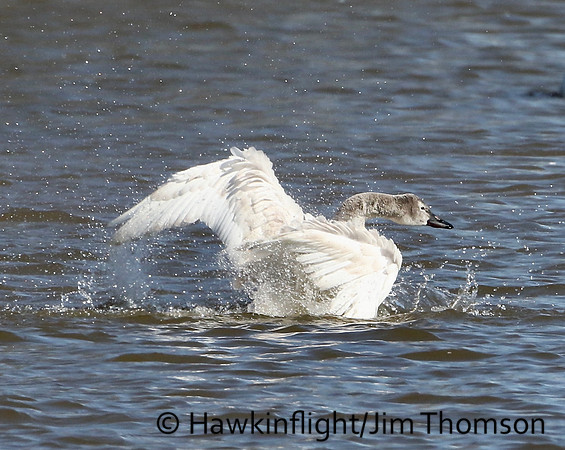 Tundra Swan
