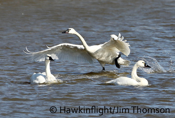 Tundra Swan