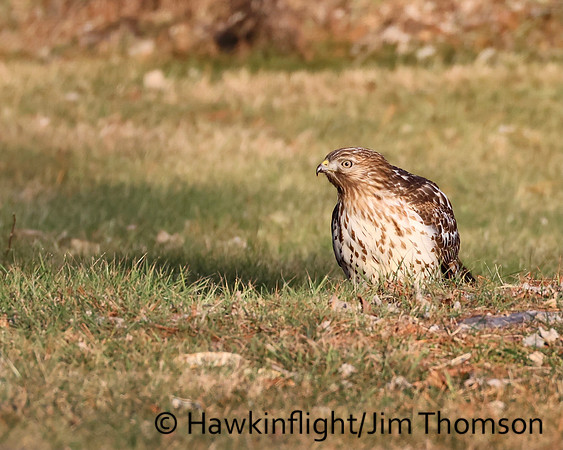 Red-shouldered Hawk