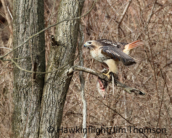 Red-tailed Hawk