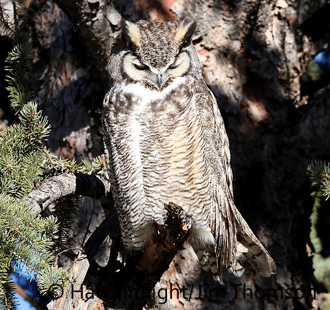Great Horned Owl
