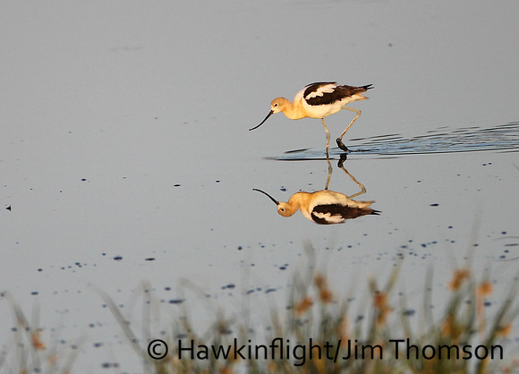 American Avocet