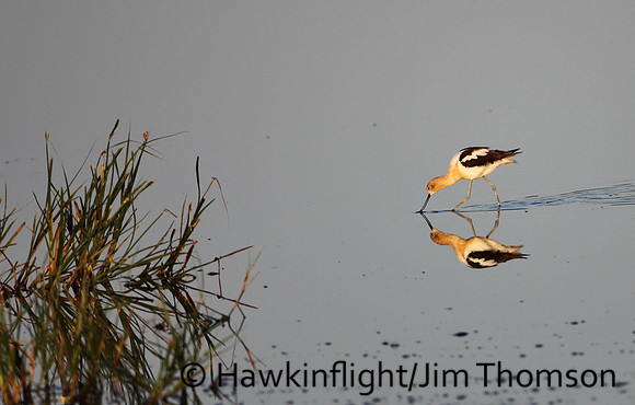 American Avocet