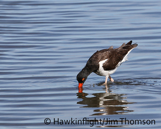 American Oystercatcher