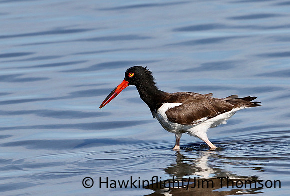 American Oystercatcher