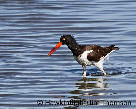 American Oystercatcher