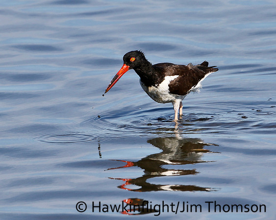 American Oystercatcher