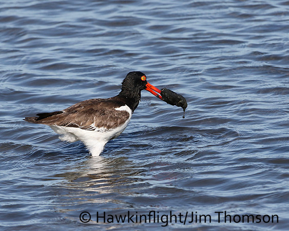 American Oystercatcher
