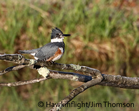 Belted Kingfisher