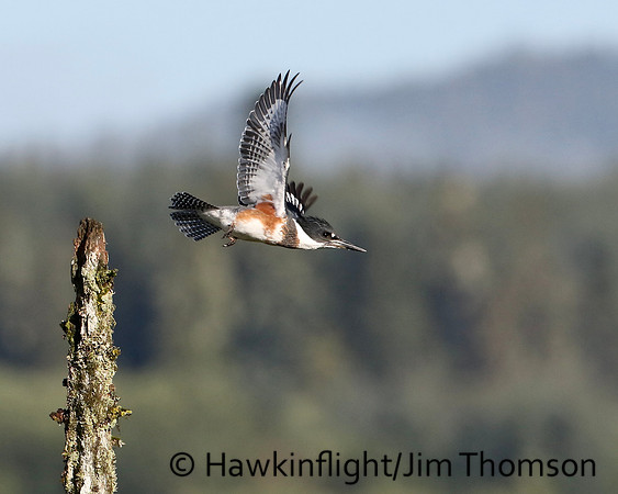 Belted Kingfisher