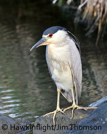 Black Crowned Night Heron