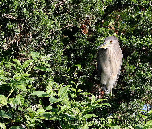 Black Crowned Night Heron