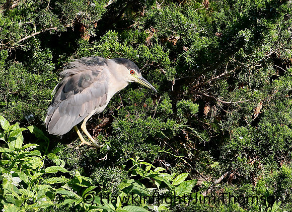Black Crowned Night Heron