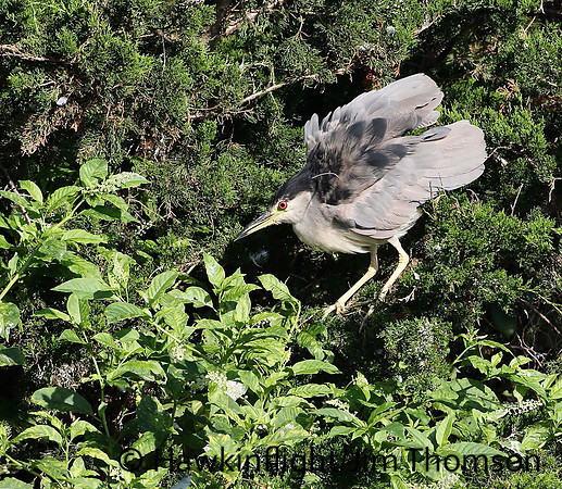 Black Crowned Night Heron