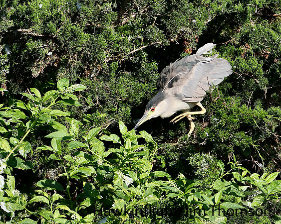 Black Crowned Night Heron