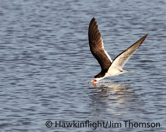 Black Skimmer