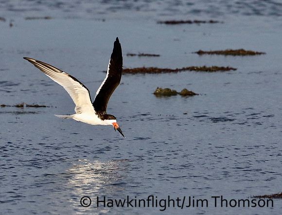 Black Skimmer