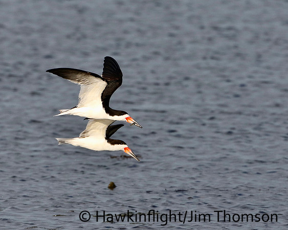 Black Skimmer