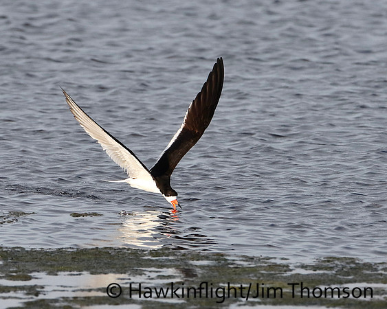 Black Skimmer