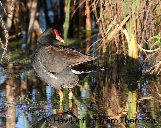 Common Moorhen
