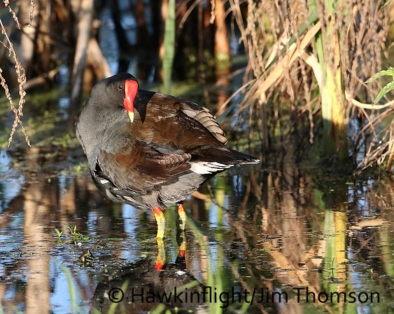 Common Moorhen