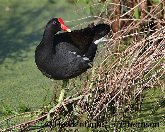 Common Moorhen