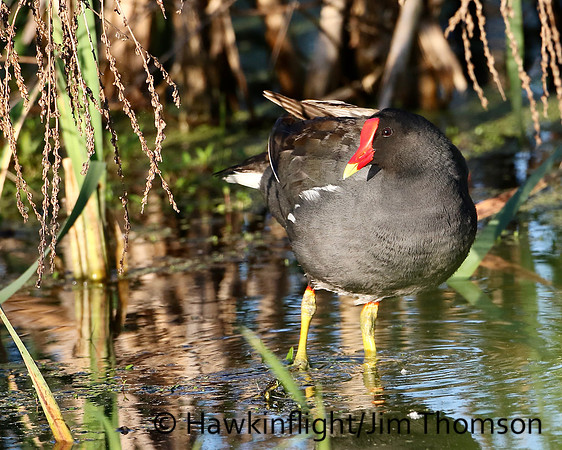 Common Moorhen