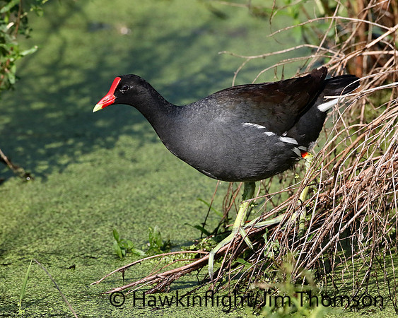 Common Moorhen