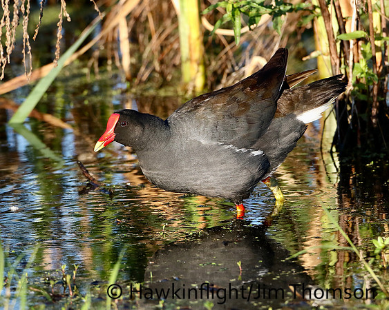 Common Moorhen