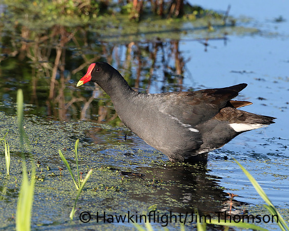 Common Moorhen"
