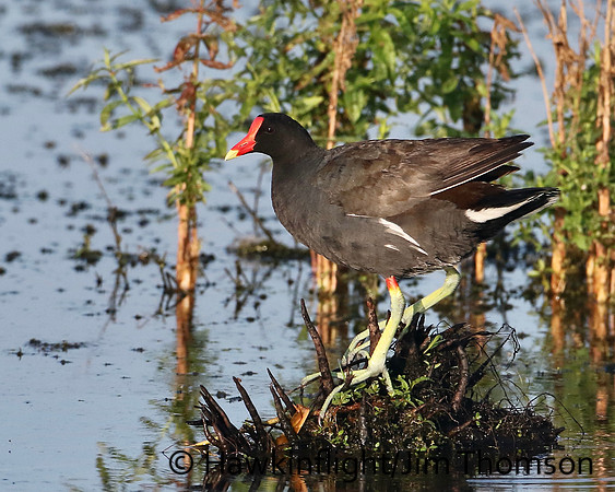 Common Moorhen